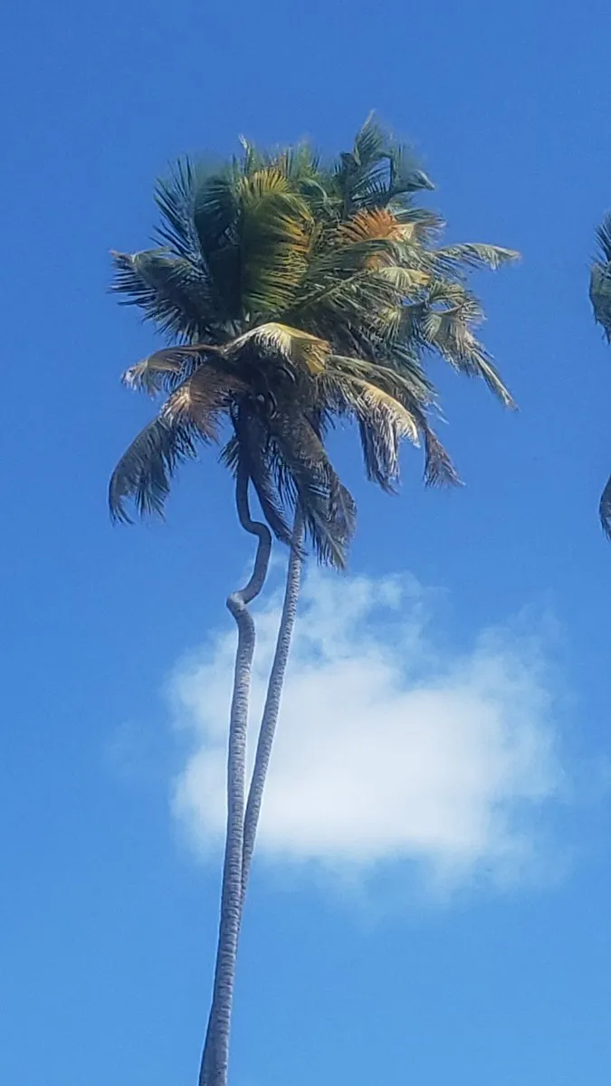 L'image du jour 03/01/20 - Martinique