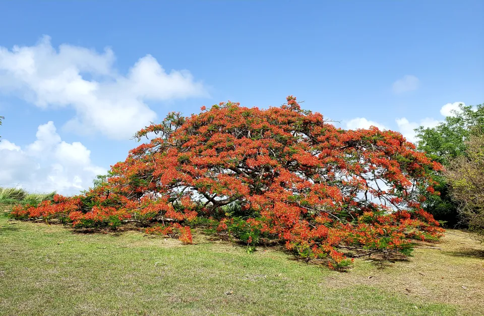 Images du jour 08/08/20 - Flamboyants - Martinique