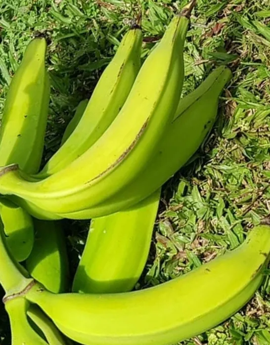 En bon dard et en tout cas car, les Congolais ont les plus longs lolos au monde