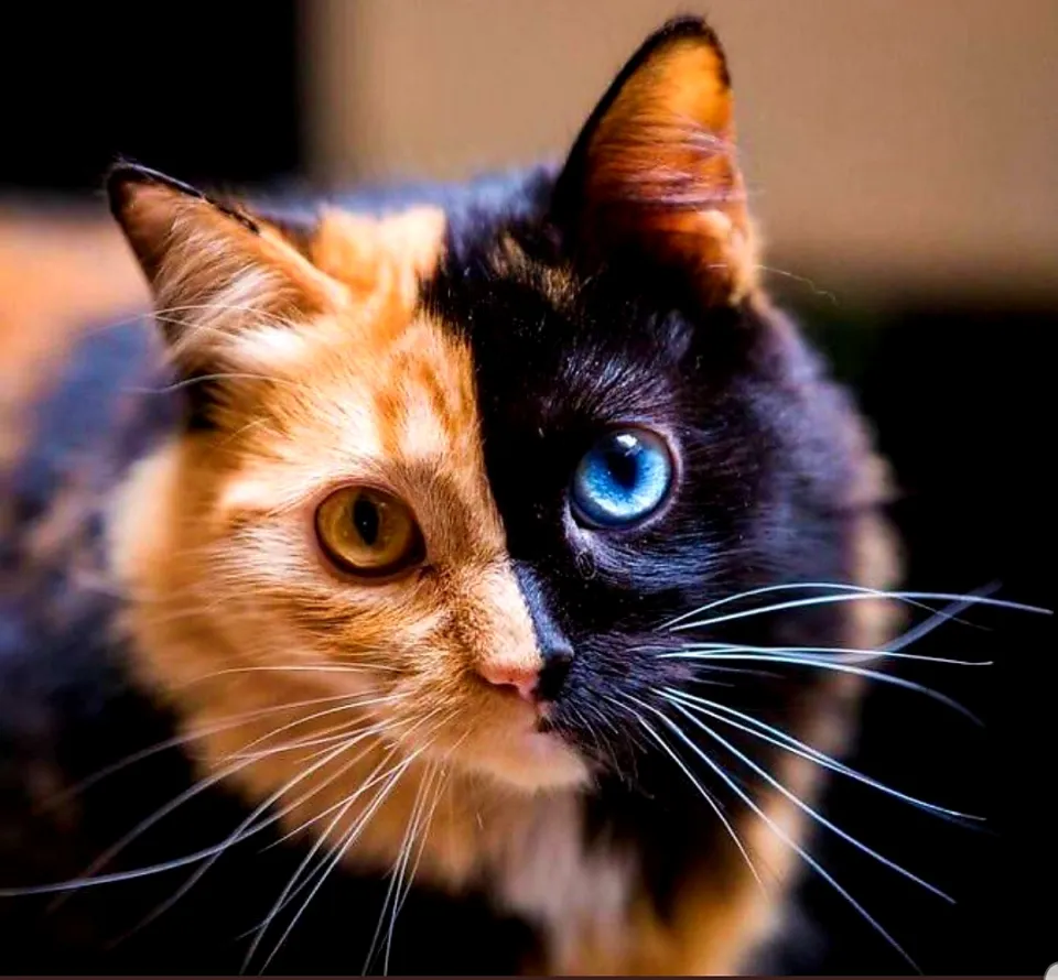 L'image du jour 30/11/20 - Chat beau t'es
