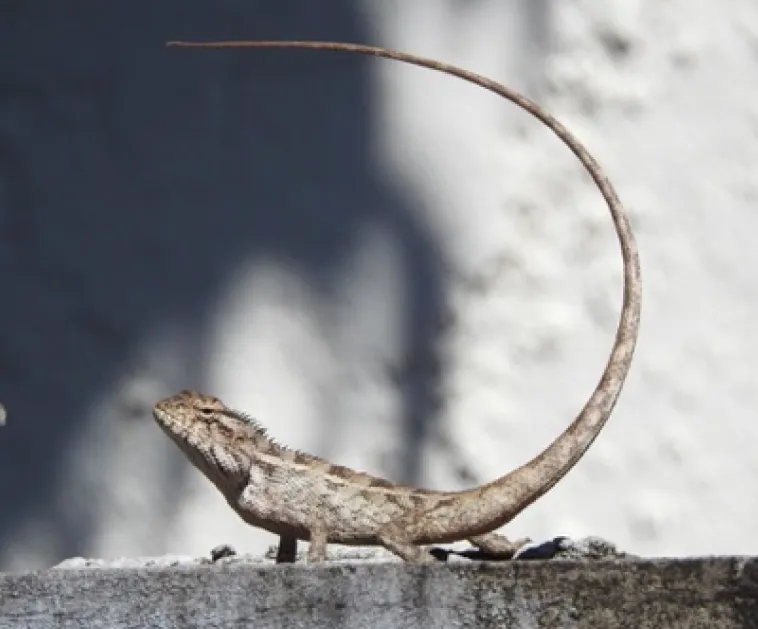 L'image du jour 027/12/20 - Caméléon - Île de La Réunion