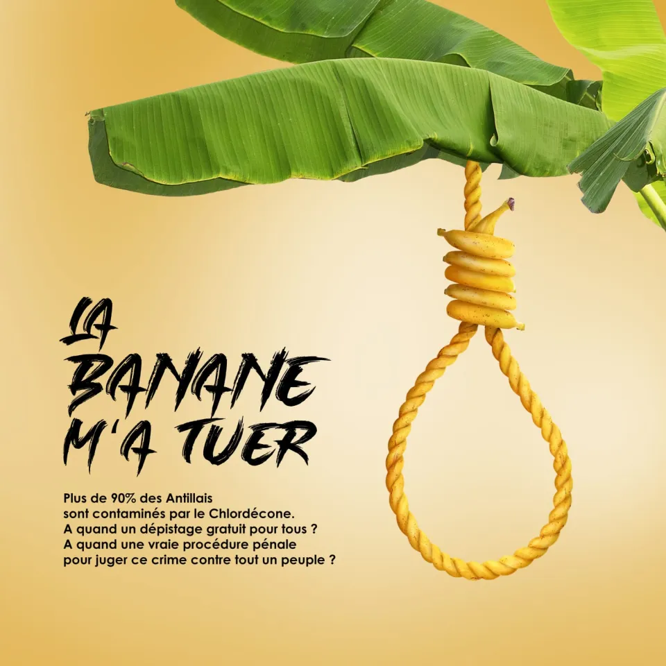 "La banane m'a tuer"...la nouvelle récolte...