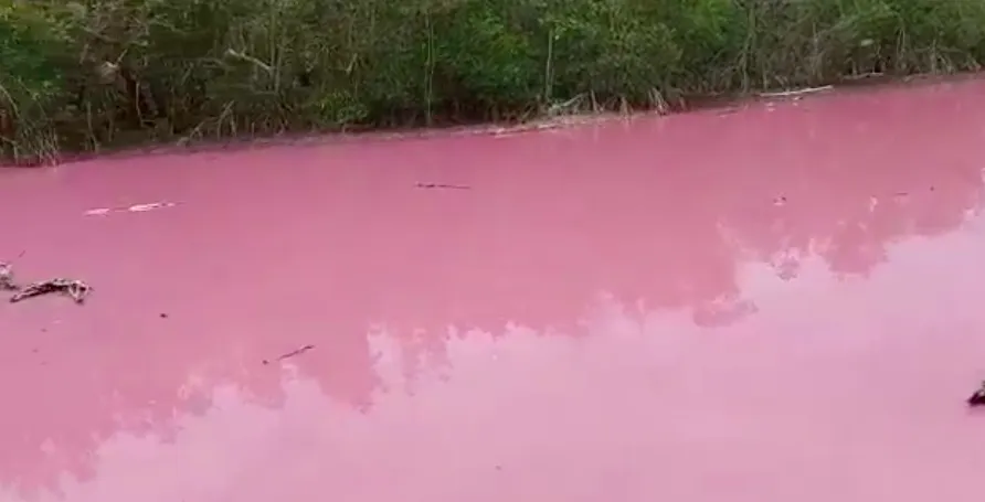 La mangrove voit la vie en rose à Taupinière en Martinique