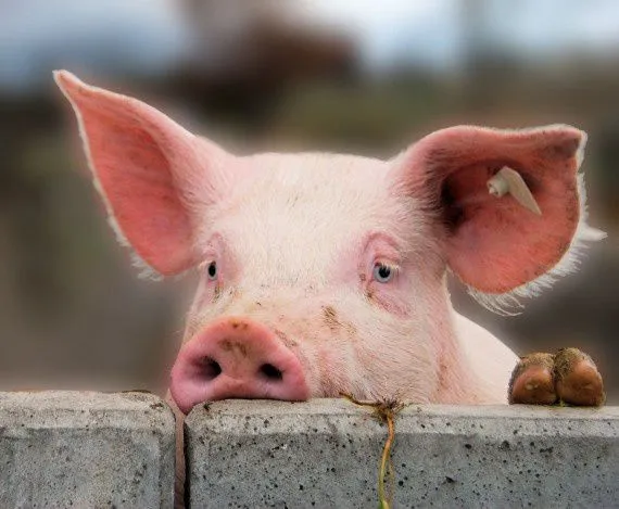 Scandale en Martinique : Madivial...ça va sentir le caca cochon