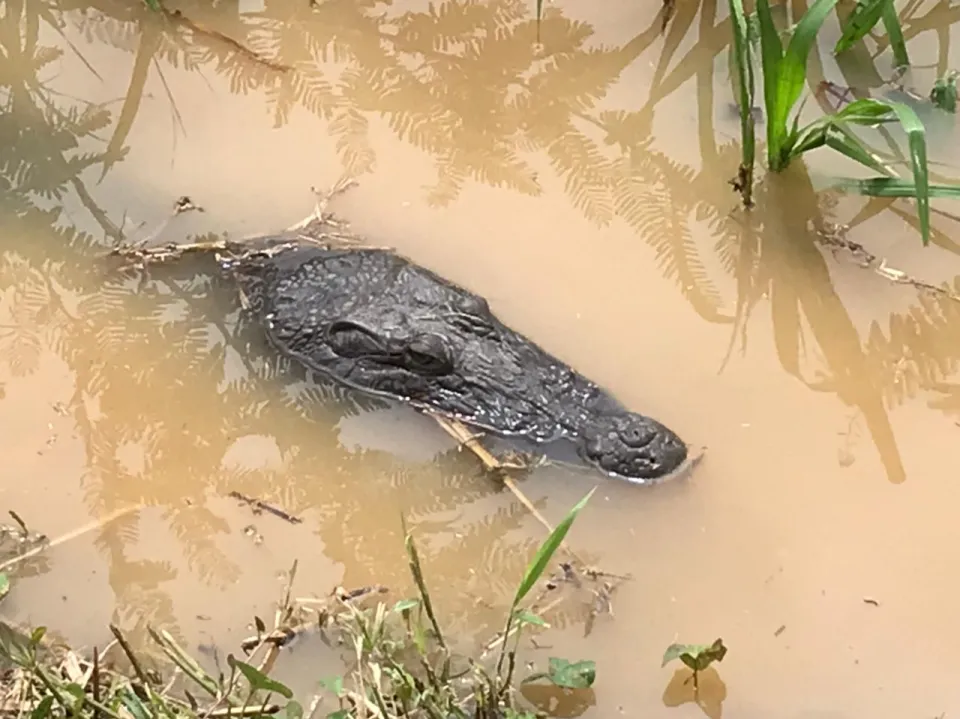 Un crocodile photographié au Lamentin. Est-ce Georges ou Sergio ?