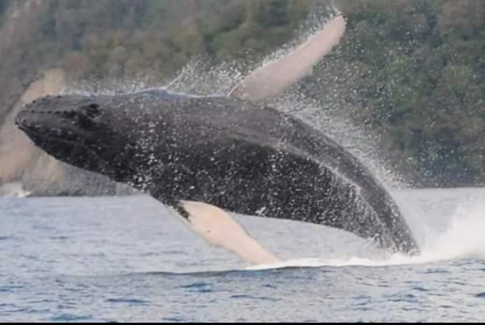 Une baleine fait la belle au large du Prêcheur en Martinique