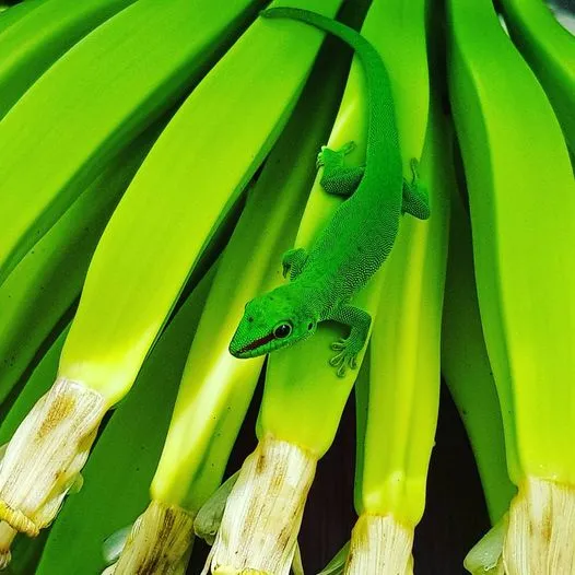Images du jour 09/12/21 - Gecko- île de La Réunion
