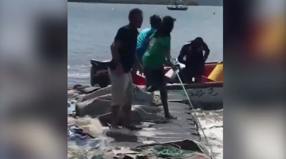 Une baleine prise au piège dans la baie de Fort-de-France (vidéo)