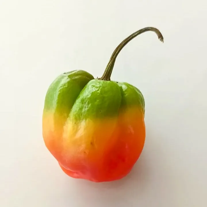 L'image du jour 18/03/22 - Bondamanjak - Martinique...