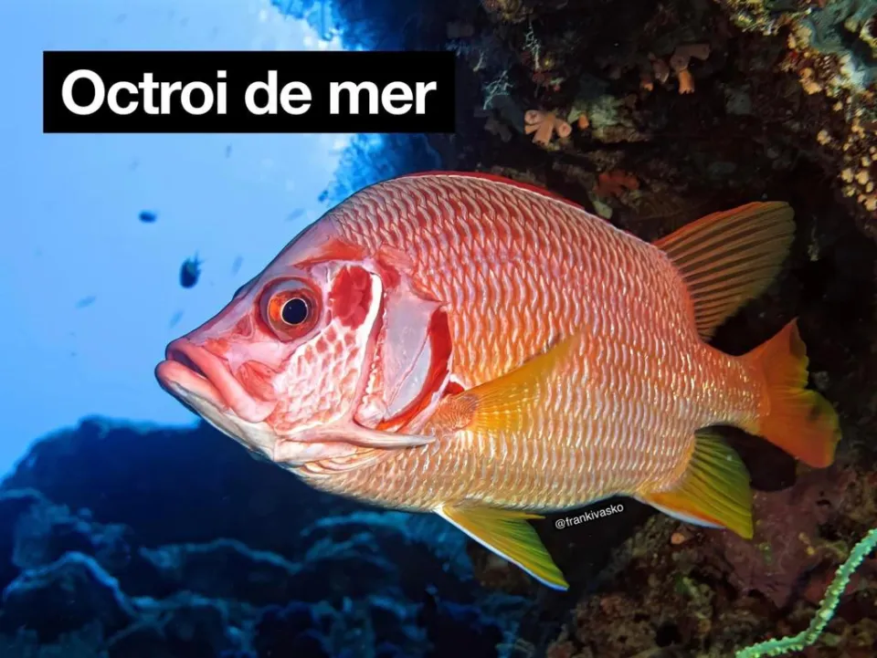L'image du jour 16/03/22 - Octroi de mer - Martinique