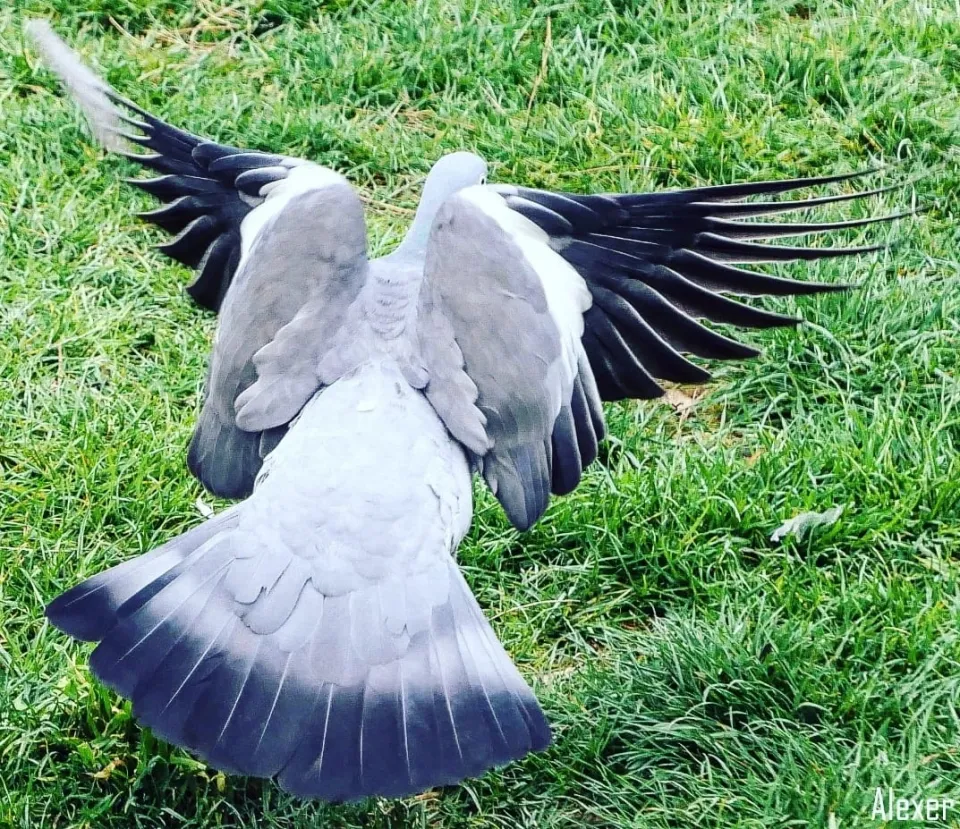 L'image du jour 05/04/22 - Nature - Pigeon
