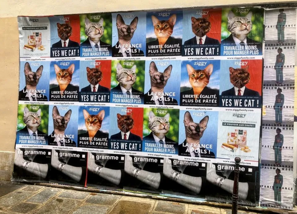 L'image du Jour - Paris -Chats - France