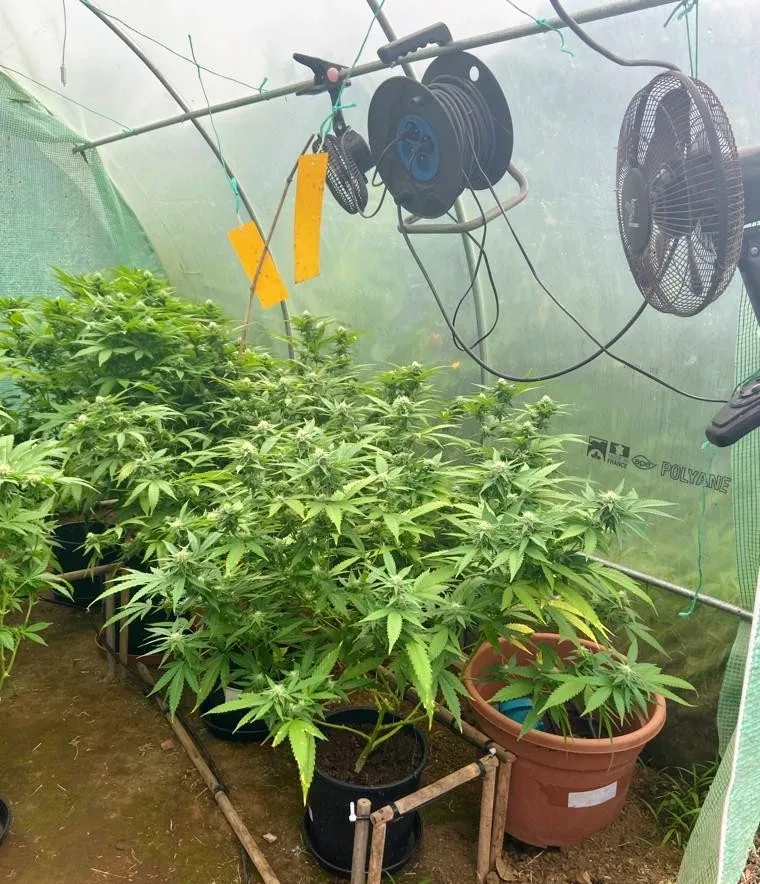 Martinique: les gendarmes ferment une ferme à marijuana au quartier Chapelle à Saint-Joseph