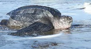 Une tortue luth vient pondre sur la plage de Sainte-Marie en Martinique