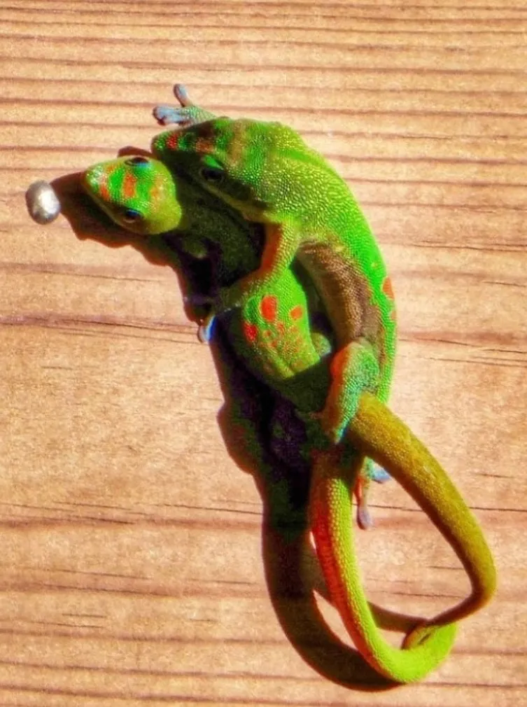 Eh oui...les lézards ne sont pas des ânes au lit