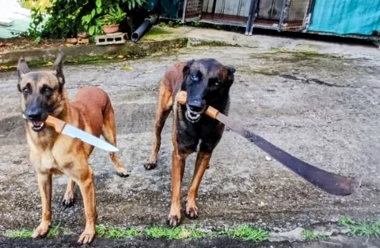 Couteau chien et Coutelas Brador