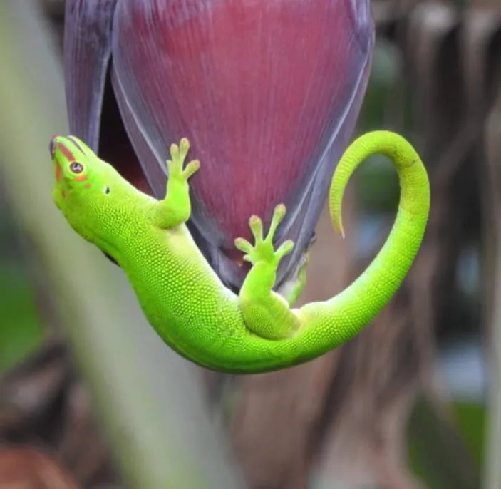 L'image du jour 22/11/22 - Île de La Réunion - Gecko