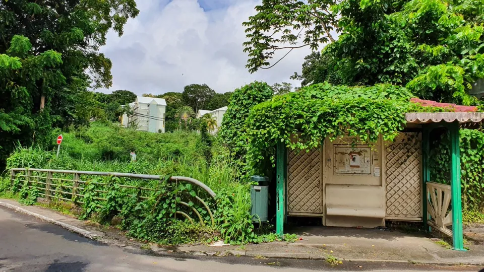 La Martinique invente l'abribus végétalisé