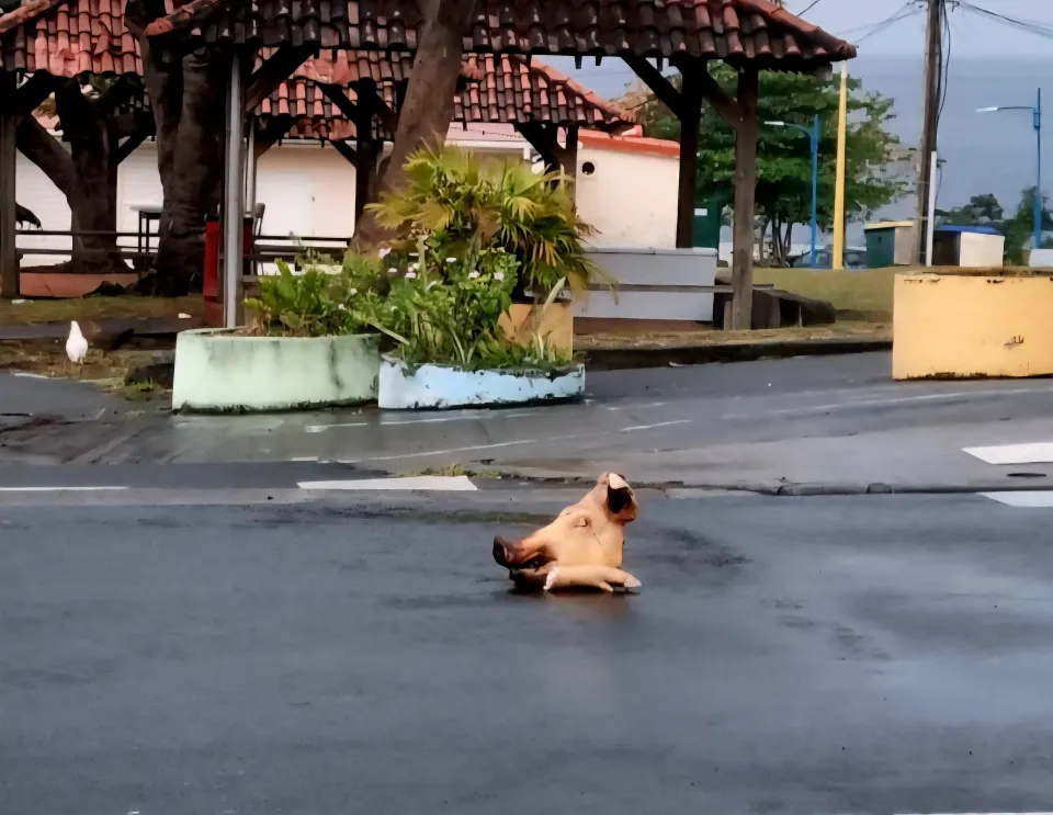 Municipales 2026 en Martinique : le taux de PORCticipation est en hausse 🐖🐷🐽🐽