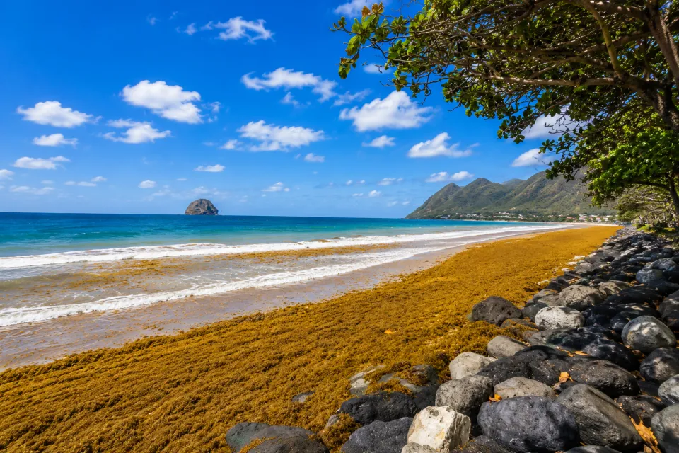 L'image du jour 10/06/26 - Algues sargasses - Diamant - Martinique