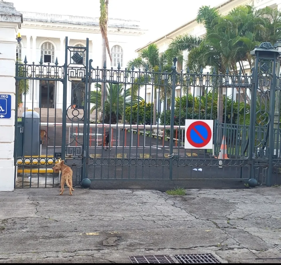 Tentative de coup d'état canin à la Préfecture de la Martinique