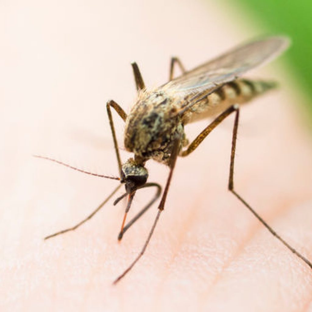 zika-la-floride-relache-des-moustiques-ogm