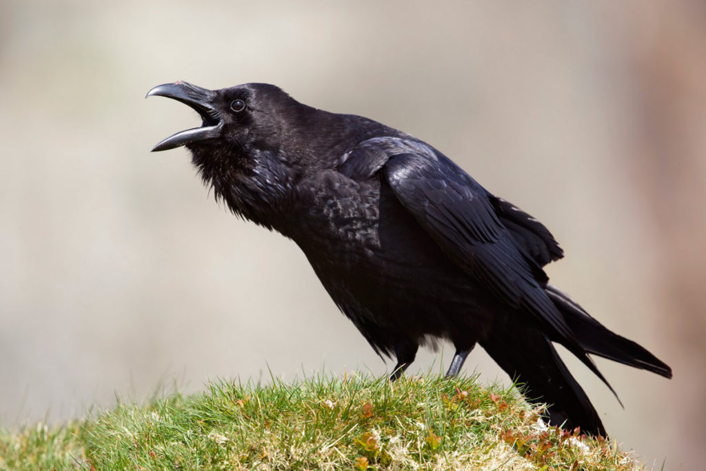 ob_22db1b_corbeau