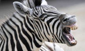 "Le zèbre est le symbole du métissage"