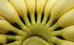 Une très mauvaise nouvelle pour la Martinique et la Guadeloupe