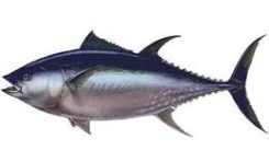 Port bloqué par les marins-pêcheurs ...Baudouin hausse le thon