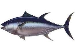 Port bloqué par les marins-pêcheurs ...Baudouin hausse le thon