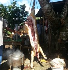 Ça y est la Martinique débloque le...porc