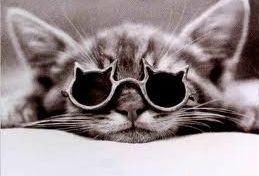 Minou...au coeur de la démocratie participative