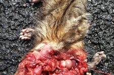 L'image du jour (24 décembre 2012)