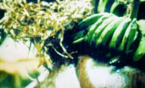 L'image du jour (7 janvier 2013)