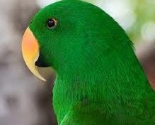 GREEN Parrot est dans le RED