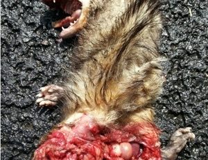 #ODIS...si la #Martinique coule de source sûre