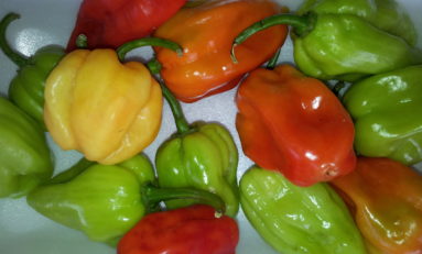 Bondamanjak va-t-il disparaitre des assiettes en Martinique ?