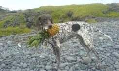 Après le corbeau et le renard, voilà l'épagneul et l'artichaut sucré