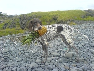 Après le corbeau et le renard, voilà l'épagneul et l'artichaut sucré