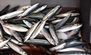 750 000 € versés aux marins‐pêcheurs de la Martinique