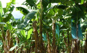 Guadeloupe : monstre chimique