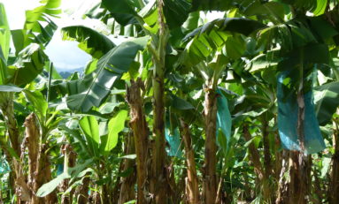 Guadeloupe : monstre chimique