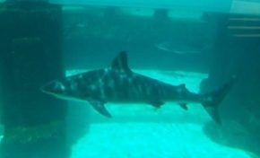 Les pêcheurs d’outre-mer demandent à l’Europe des aides spécifiques