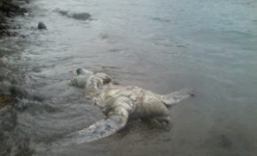 Ma #Martinique à moi ?