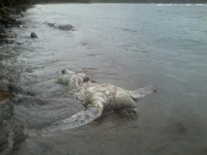 Ma #Martinique à moi ?