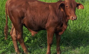 Les éleveurs de Martinique occupent la DAAF