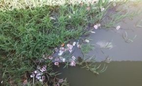 Banal cas de pollution en #Martinique