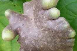 Question pour un #morpion