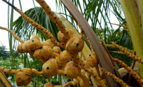 Tout Lang Sé Lang, nouveaux horaires de diffusion